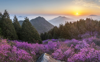 Sunset mountain purple flowers blooming - a beautiful sunset over a mountain range free wallpaper