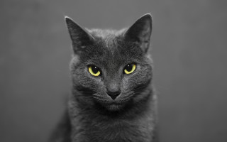 Black cat yellow eyes serious 13 - its face and chest free wallpaper for desktop