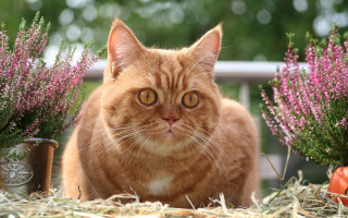 Cat grass flowers pumpkin blurry - the grass next free wallpaper