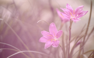 Pink flower butterfly tiltshift naturalisme - a blurry background of grass free wallpaper