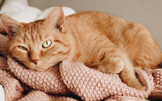 Cat blanket bed eyes open - a bed free wallpaper