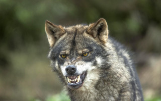 Wolf grinning missing teeth portrait - tooth and teeth free wallpaper