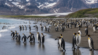 Penguins beach mountains ocean wildlife - a group of penguins free wallpaper