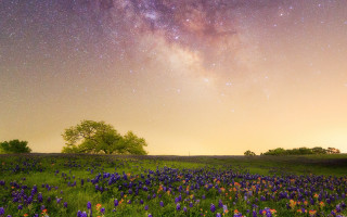 Night sky stars flower field - a tree in the distance free wallpaper