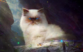 White cat blue eyes cave - a white cat free wallpaper