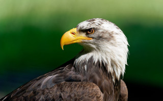 Bald eagle yellow beak green - a bald eagle free wallpaper