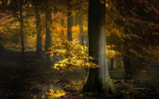 Yellow leaves forest campfire autumn - water and trees free wallpaper