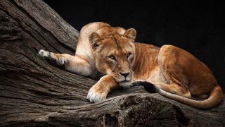 Lion laying on branch zoo - one paw free wallpaper