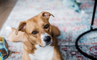 Dog floor can toy shiba - the floor next free wallpaper