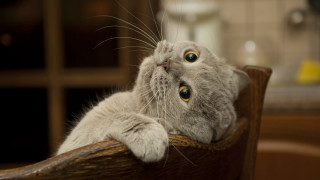 Curious cat on wooden chair - curious free wallpaper