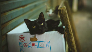 Black cat box bench three - a box free wallpaper
