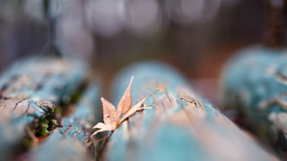 Leaf blue log woods bokeh - and a blurry background free wallpaper