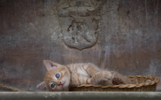 Cat basket wall coatofarms berndfasching - a coat of arms free wallpaper