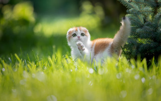 Kitten walking grass paw up - its paw free wallpaper for desktop