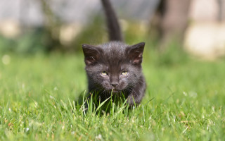 Black kitten grassy field bush - grassy free wallpaper