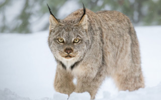 Lynx snowy forest winter animal - in a forest area free wallpaper