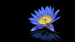 Blue flower reflection macro cloisonnism - a reflection of it free wallpaper