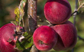 Tree apples leaves fall night - fall vibrancy free wallpaper for desktop