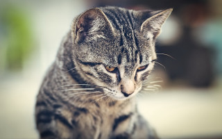 Cat sitting table looking distance - a cat free wallpaper