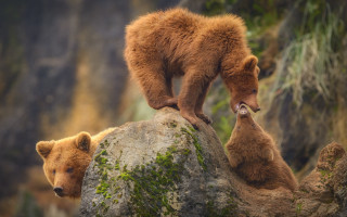 Brown bears rock outdoors wildlife - the rock free wallpaper