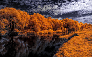 River trees autumn impressionist sunset - a bunch of trees free wallpaper