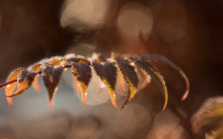 Leaf water droplets blurry background 2 - a close up of a leaf free wallpaper