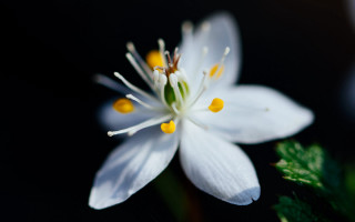 White flower yellow stamens black - a white flower free wallpaper