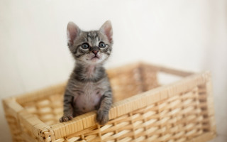Small kitten basket table white - tiny free wallpaper for desktop