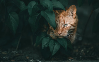 Cat bush leaves blue eyes - looking free wallpaper