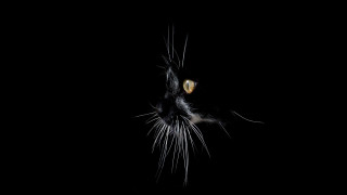 Black cat yellow eyes looking 6 - a white stripe free wallpaper for desktop