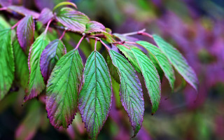 Green leaf purple background macro - vivid color free wallpaper