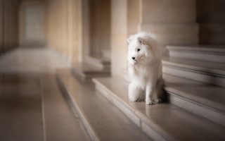 White dog neoclassic tiltshift softfocus - the step of a building free wallpaper