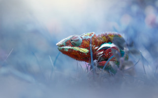 Colorful chameleon green field holography - a colorful chamelon free wallpaper