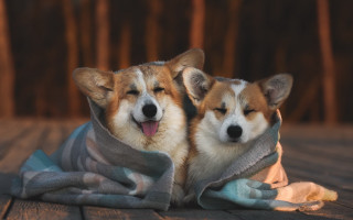 Cozy dogs blankets wooden floor - a wooden floor free wallpaper