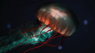 Jellyfish red tentacles night biolu - a jellyfish free wallpaper