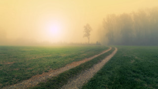 Foggy field dirtroad lonetree tonalism - a dirt road in the middle of it free wallpaper