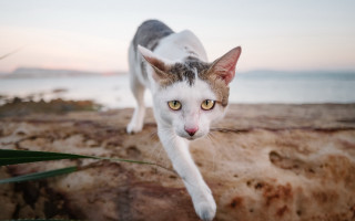 Cat beach sunset blurry ocean - a beach near the ocean free wallpaper for desktop