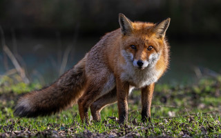 Red fox field flower blurry - a field of grass and dirt free wallpaper