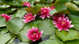 Pink flowers green leaves water 3 - water lily free wallpaper
