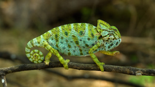 Green chameleon branch nature depth - a green chamelon free wallpaper