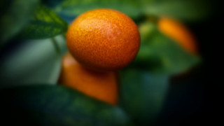 Orange branch leaves bokeh depth - boetius adamsz bolswert free wallpaper