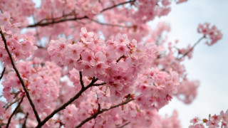 Pink sakura blossoms blue sky - asai chū free wallpaper for desktop