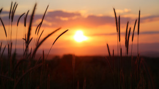 Sunset clouds grass field horizon - a few tall grass free wallpaper