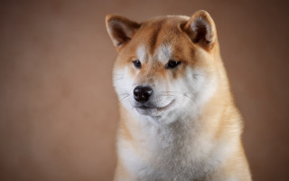 Shiba dog white nose ring - a close up of a dog free wallpaper