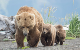 Bear cubs mountain range wildlife - a bear free wallpaper for desktop