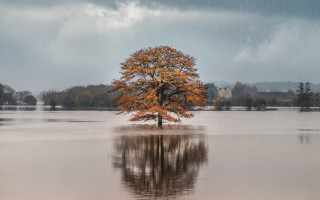 Lone tree flooded area dark - area free wallpaper