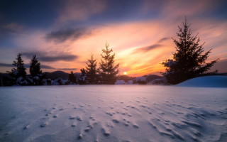 Sunset snow covered field trees - a sunset free wallpaper