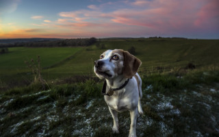 Dog sunset grassy hill tiltshift - a grassy hill free wallpaper for desktop
