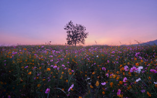 Flower field sunset tree purple - a field of flowers free wallpaper for desktop