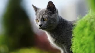 Gray cat yellow eyes curious 4 - a gray cat free wallpaper for desktop